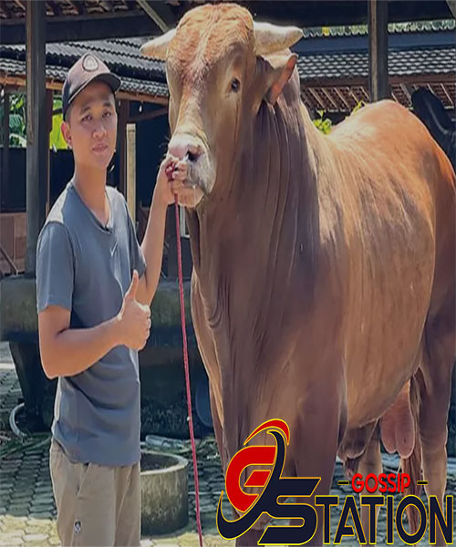 Hermawan Setia Farm memberi pakan sapi di peternakannya